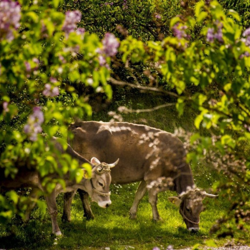 cazare pensiunea ponoarele conacu boierului travelminit mehedinti