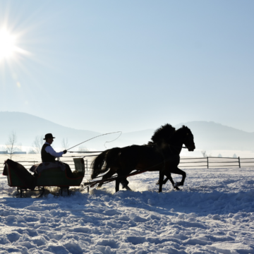 trasura cu cai iarna la munte